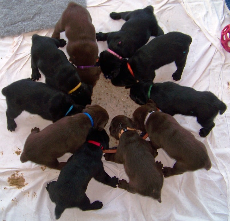 The 4 Best Puppy Food For Labradors (Pros, Cons, And Pictures) [2024]