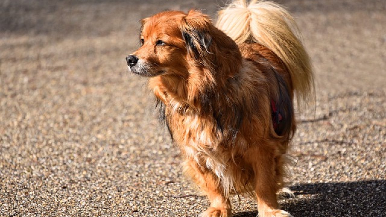The Top 5 Long Haired Dog Shock Collars Small Large Or Aggressive