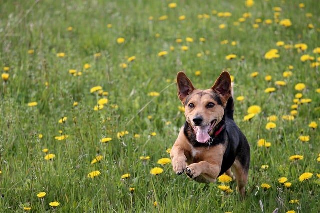 small dog running safely in yard with wireless dog fence