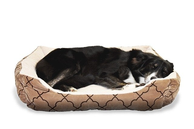 Best Dog Crate Pads