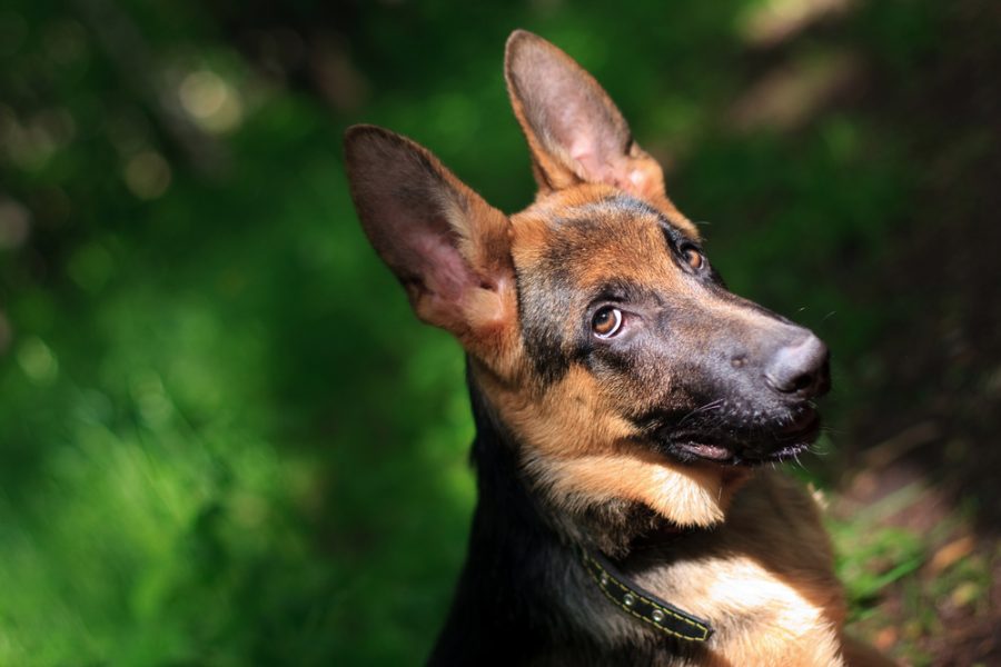 How Long Is A German Shepherd Pregnant Top Questions Answered 