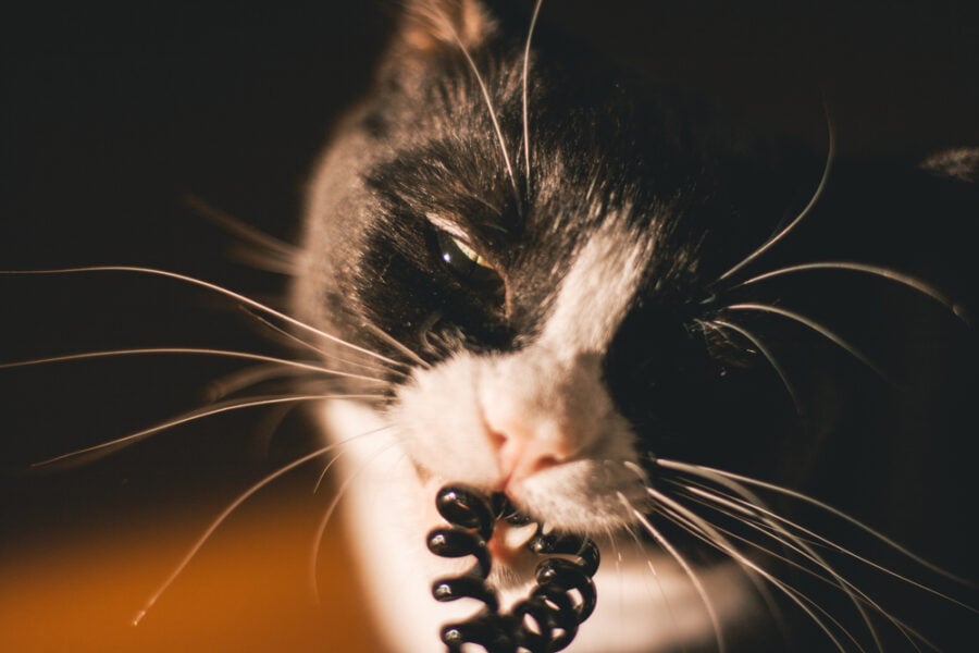 black cat with a white neck and paws and yellow eyes looks into the chamber chewing on a plastic rubber band. sitting in a dark room on the orange floor in the spring sun shines on the cat's face from the window. Animal portrait