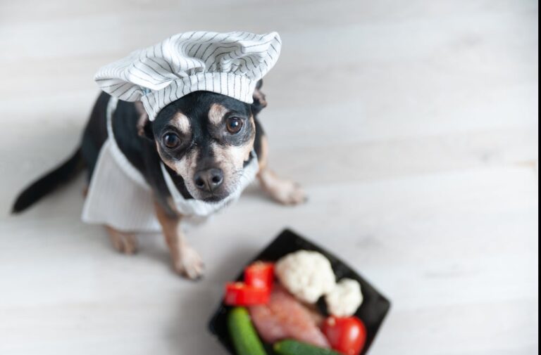 How To Make Yorkie Homemade Dog Food (Top 2 Easy Recipes) [2024]