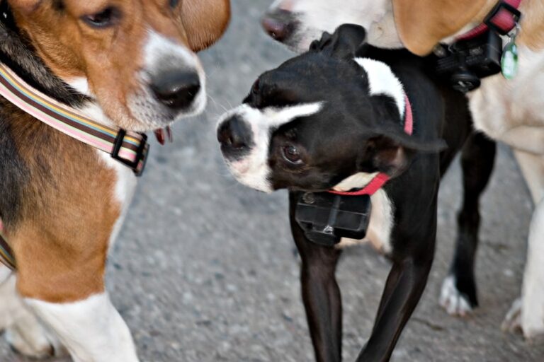 How To Adjust Invisible Fence Collar Strength *** 9 Easy Steps [2024]