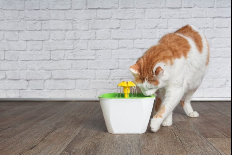 How To Clean A Cat Water Fountain (Stop Slime In 4 Easy Steps!) [2025]