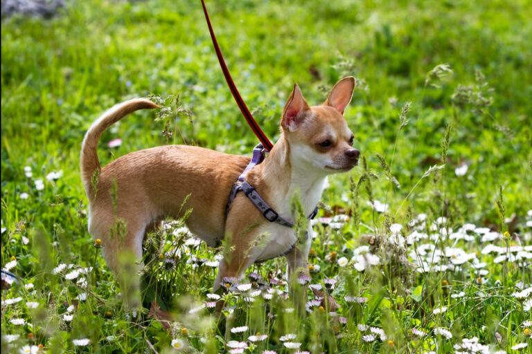 My Dog Harness Is Causing Hair Loss What Do I Do? (Solved & Explained