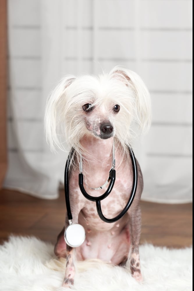 white dog with no hair on body wearing stethoscope