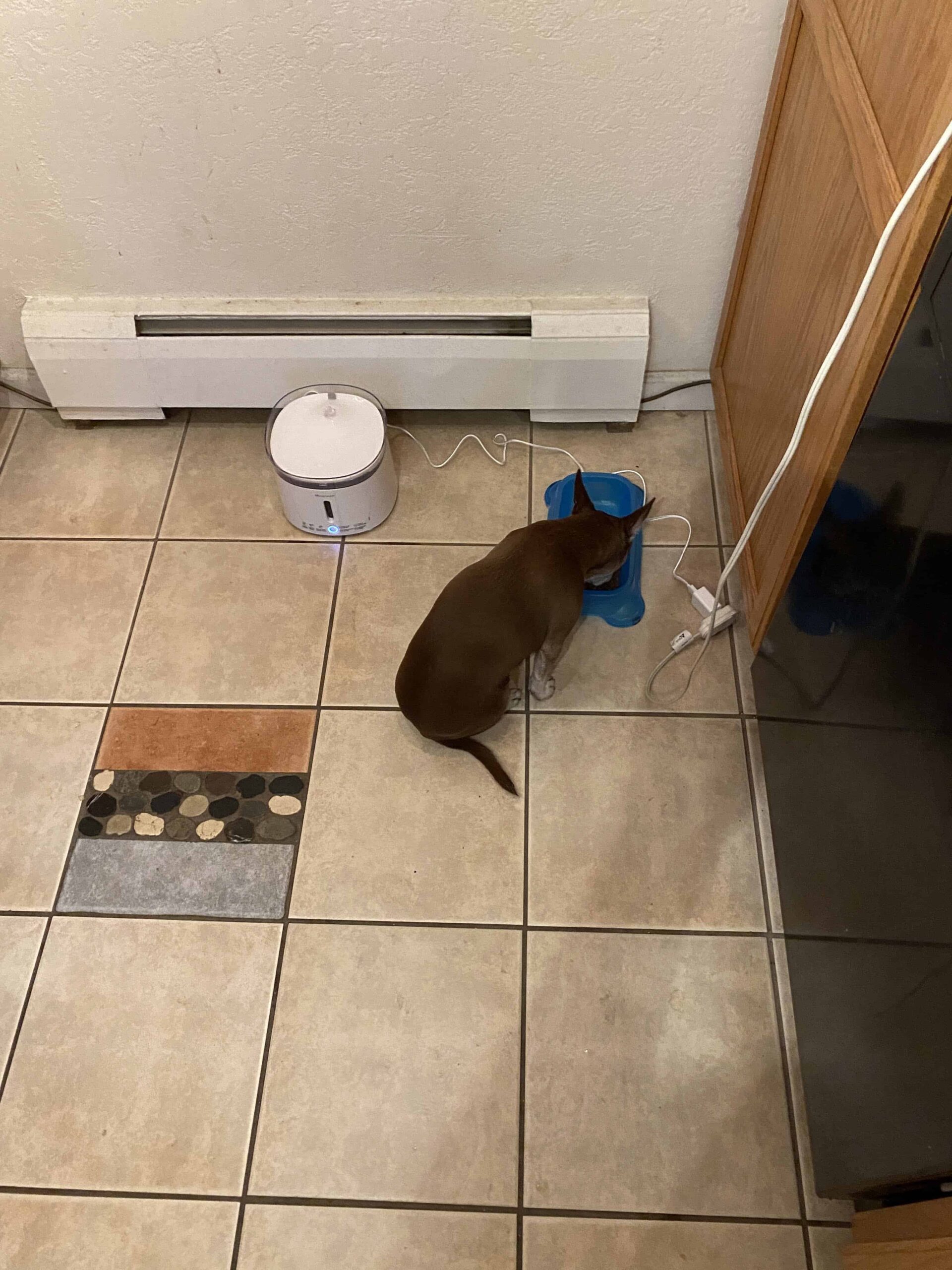 Ella drinking for old bowl next to pet fountain