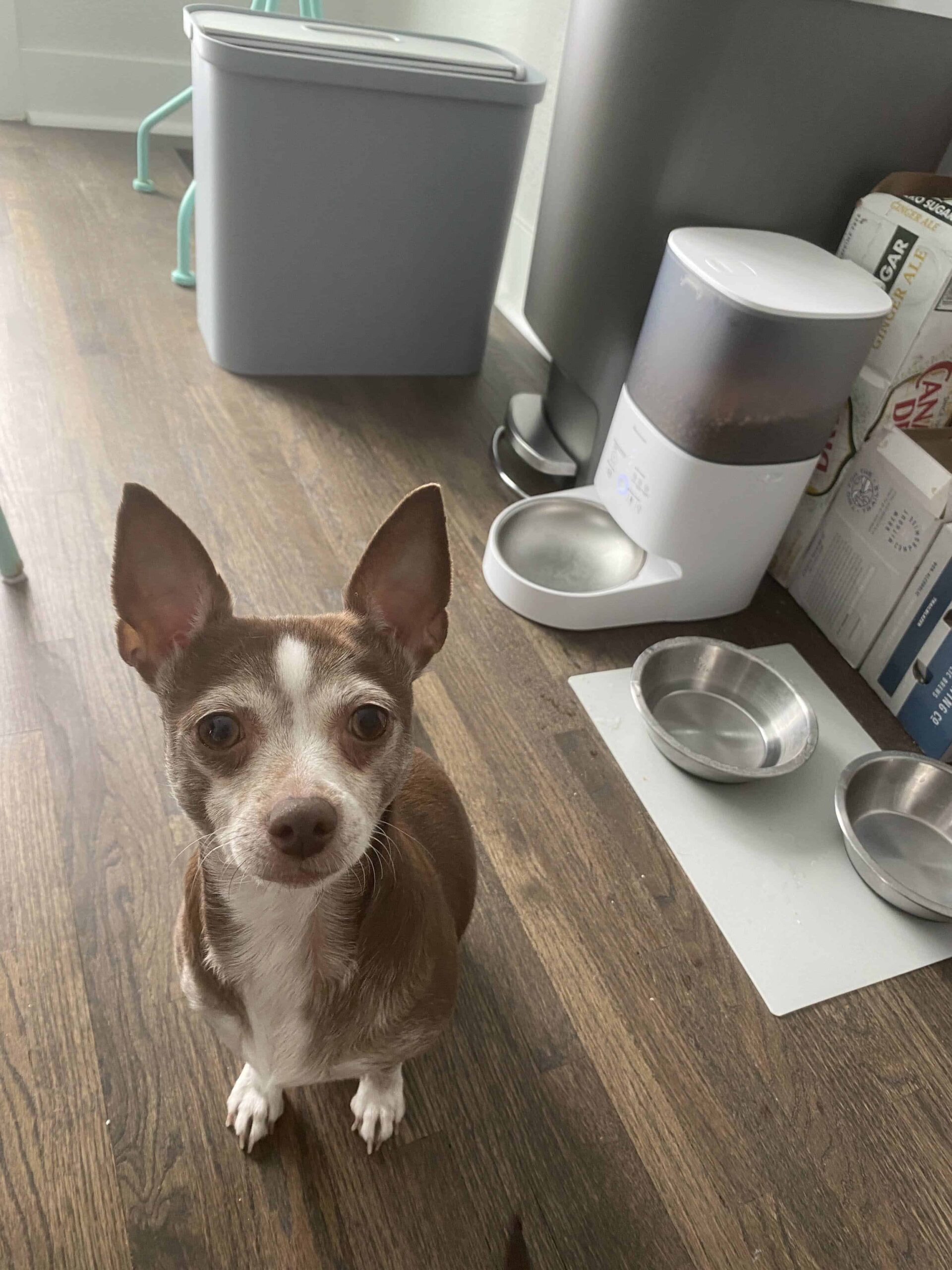 Ella and the homerunpet dispenser