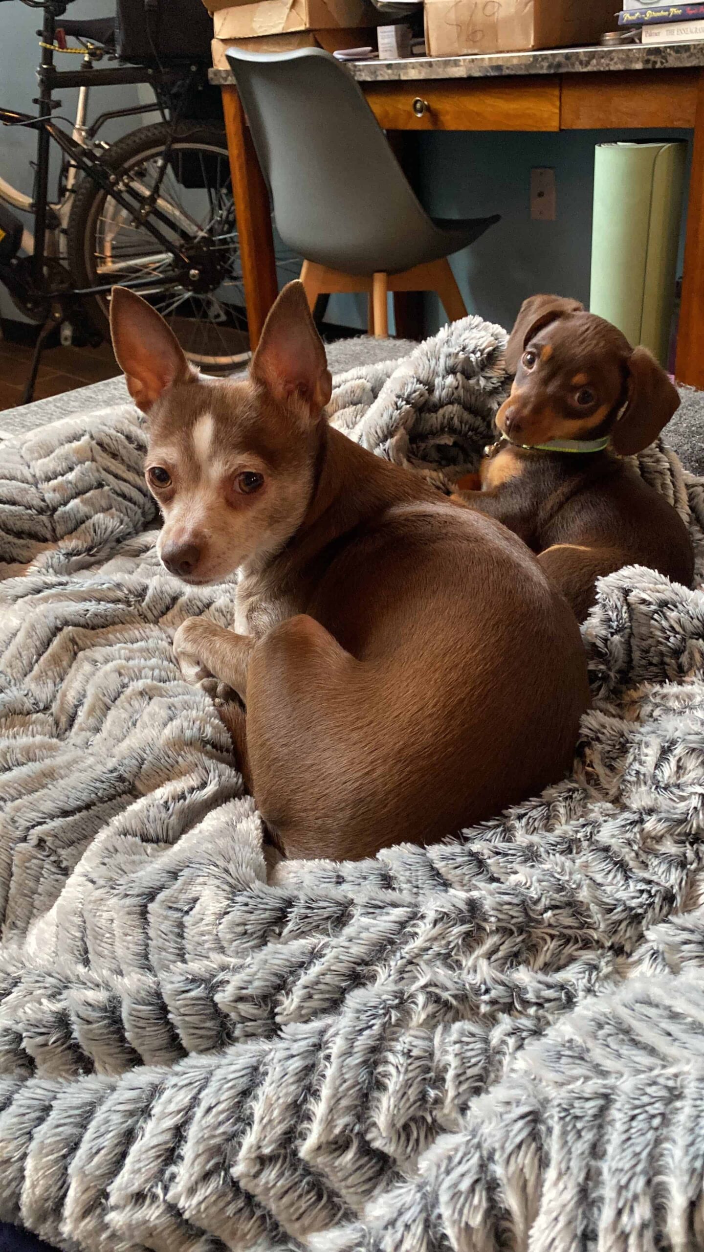 chihuahua and chiweenie in white fur haven dog bed 2