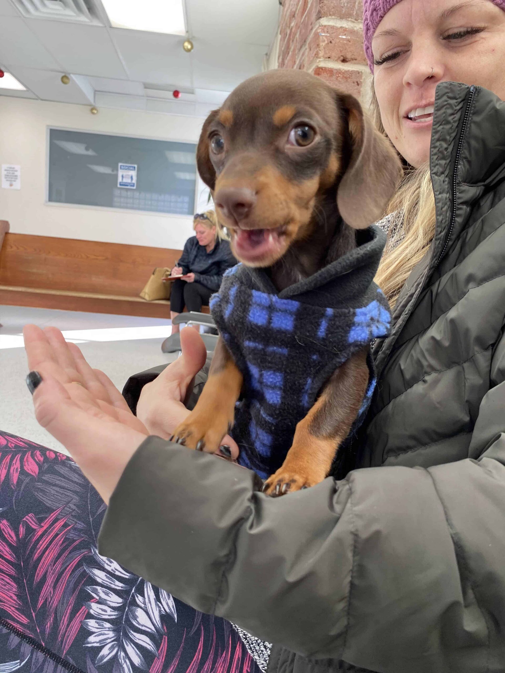 3 month old chiweenie puppy with blue sweater going to clinic for vet vaccinations