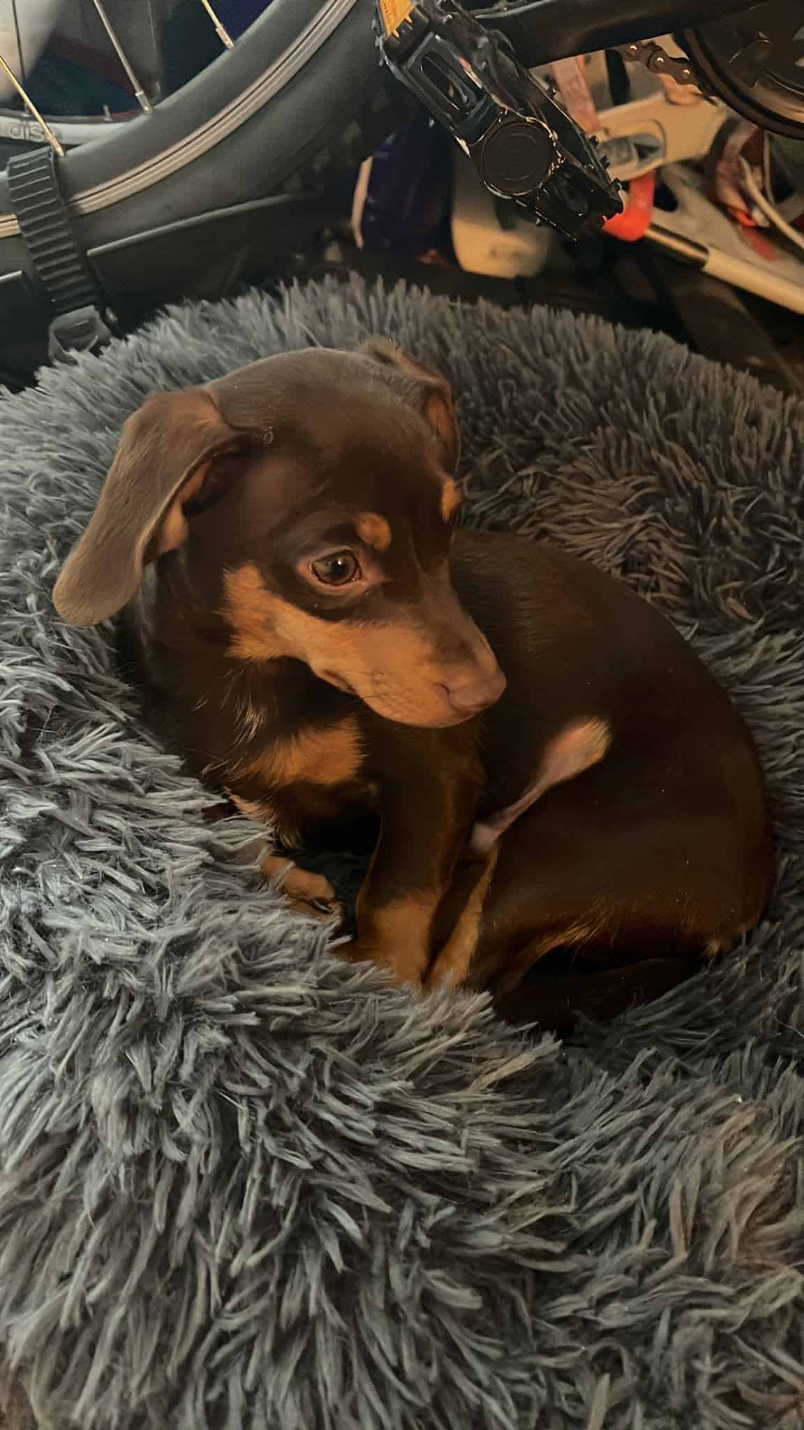 3 month old chiweenie puppy in Fur Haven grey bed