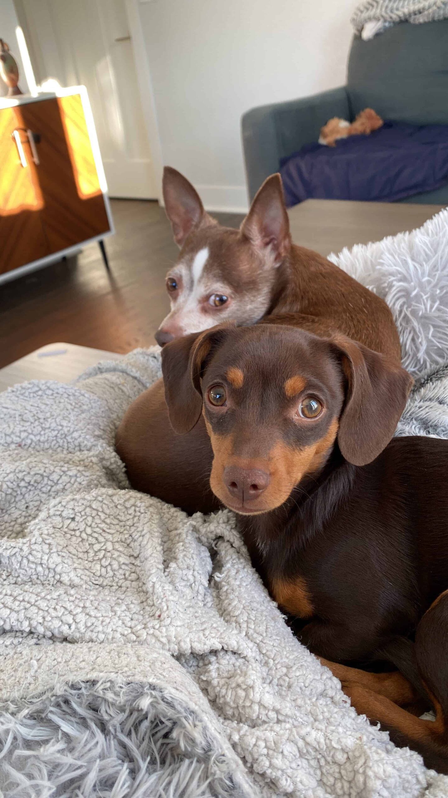 4 month old chiweenie and 9 year old chihuahua mix on bed