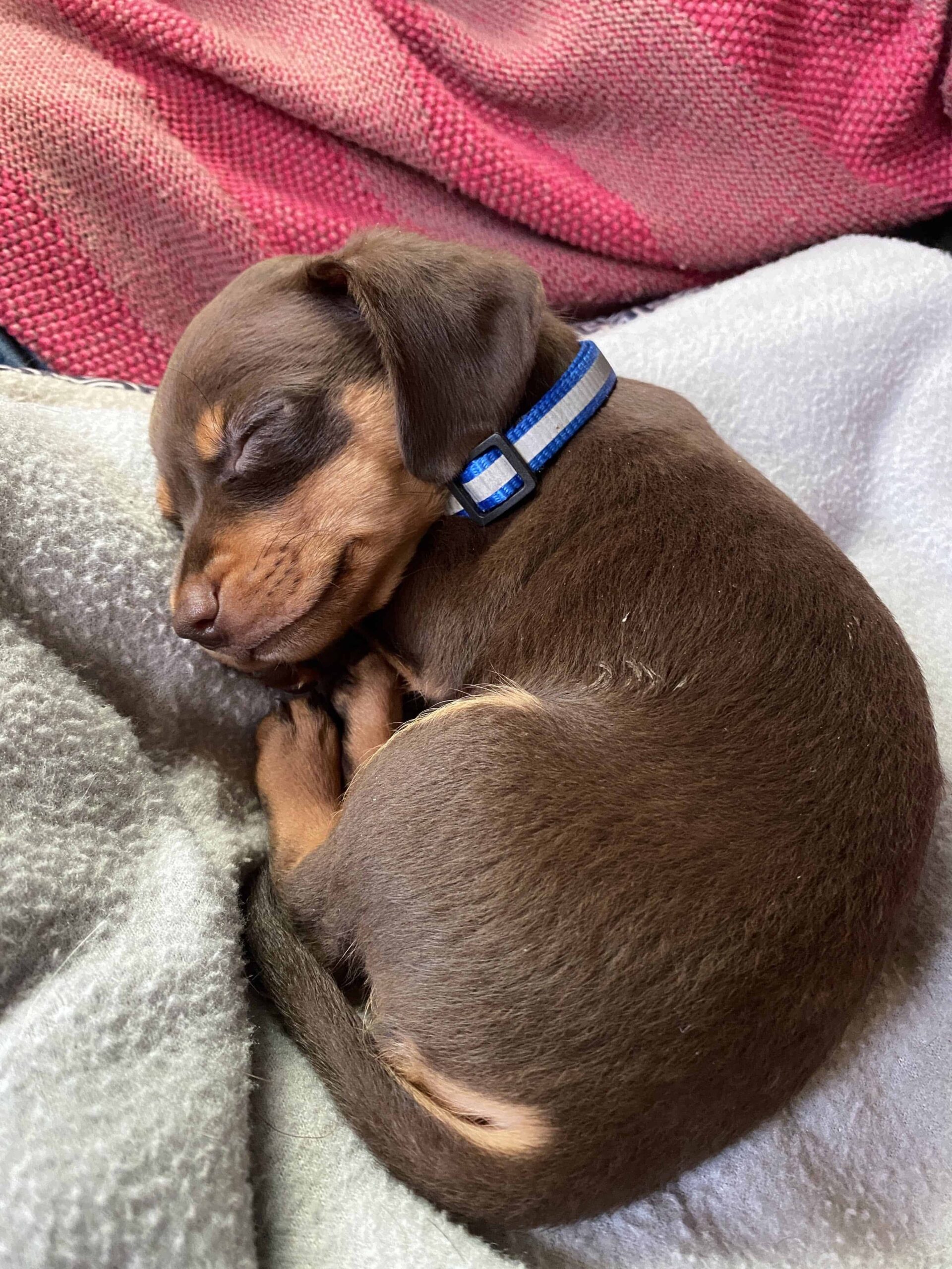 Chiweenie puppy sleeping