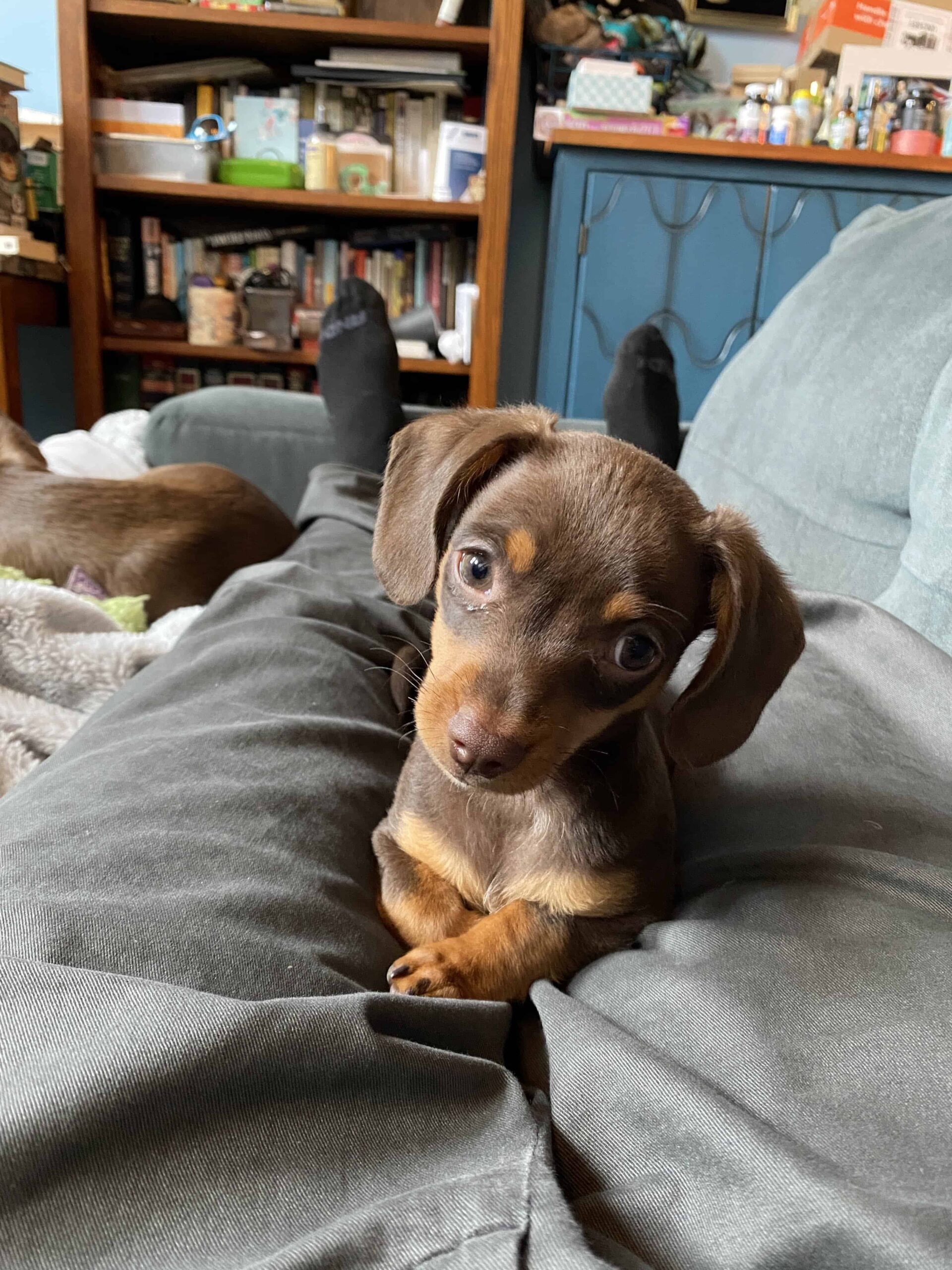 Chiweenie sitting on lap 2