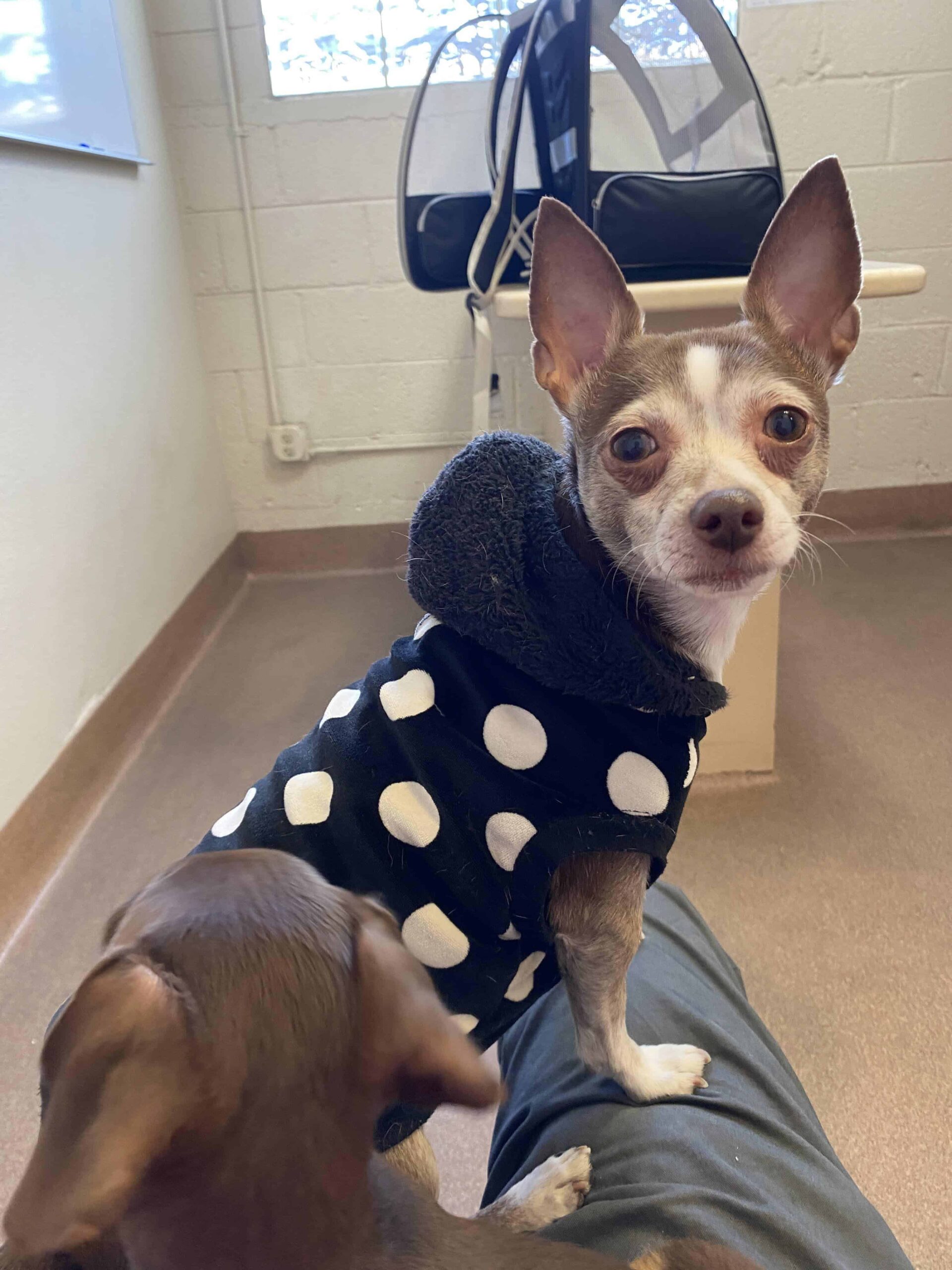 Chihuahua mix with spotted hoodie and chiweenie at vet 2