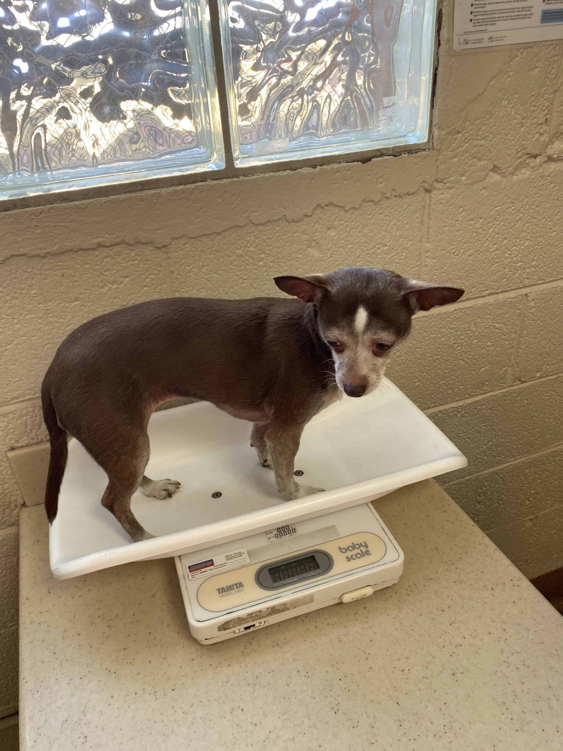 Chihuahua mix on vet scale