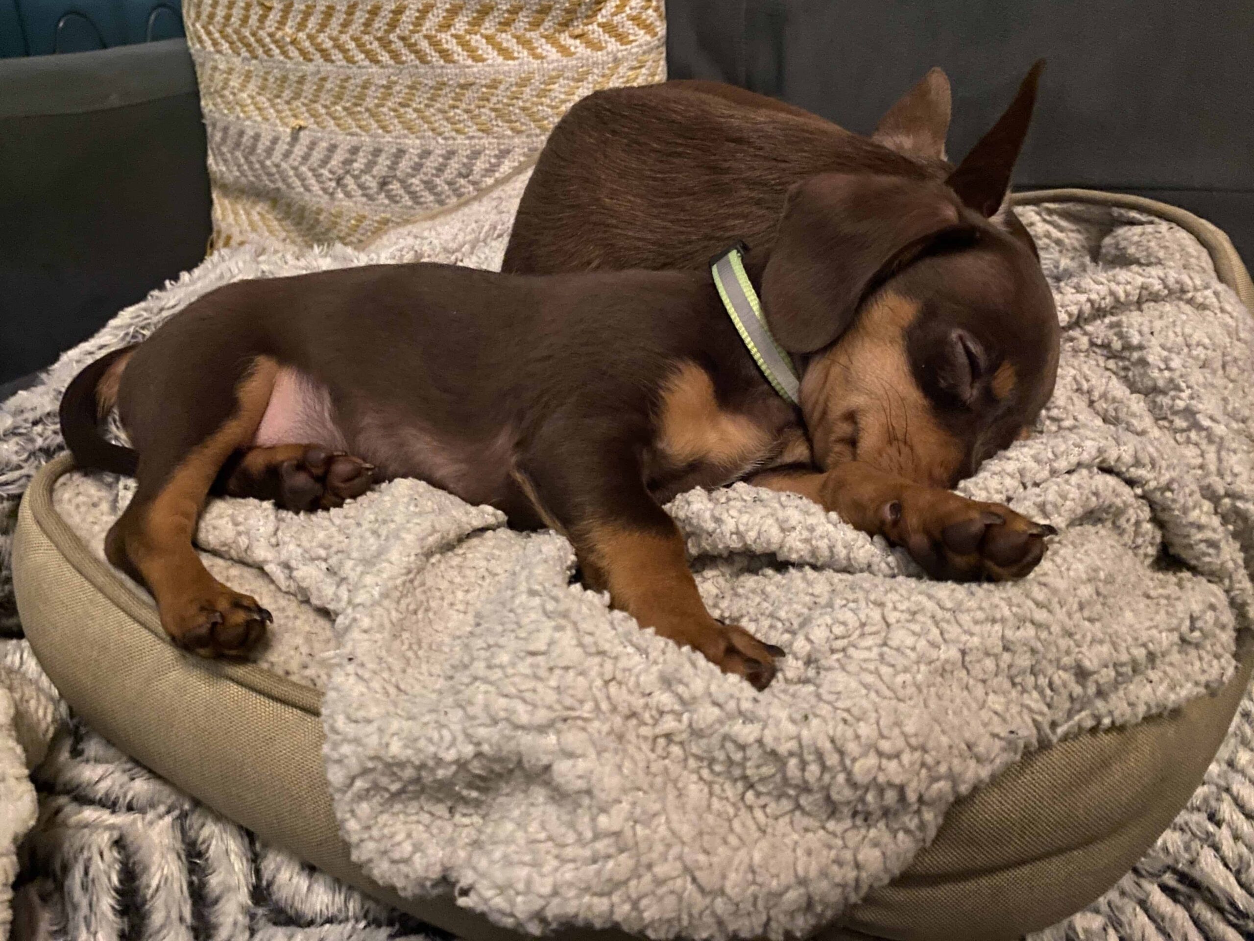 2 month old chiweenie with collar in couch