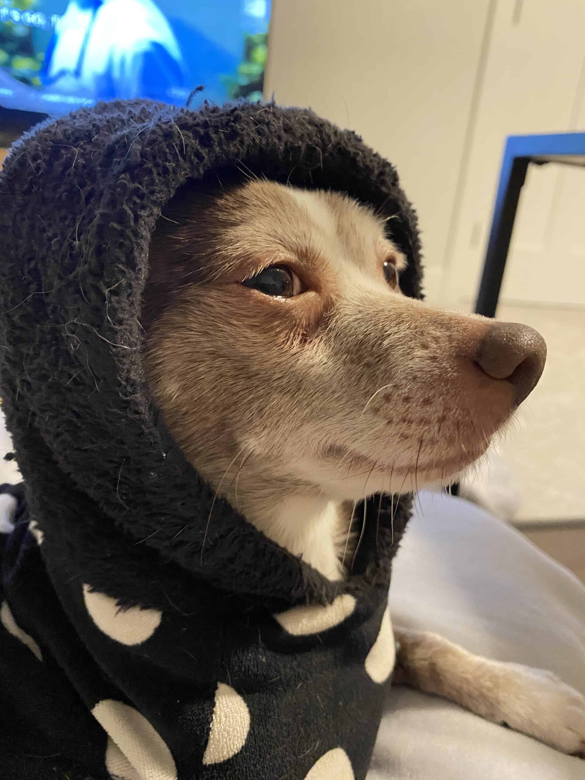 Chihuahua mix with black hoodie in front of TV 2