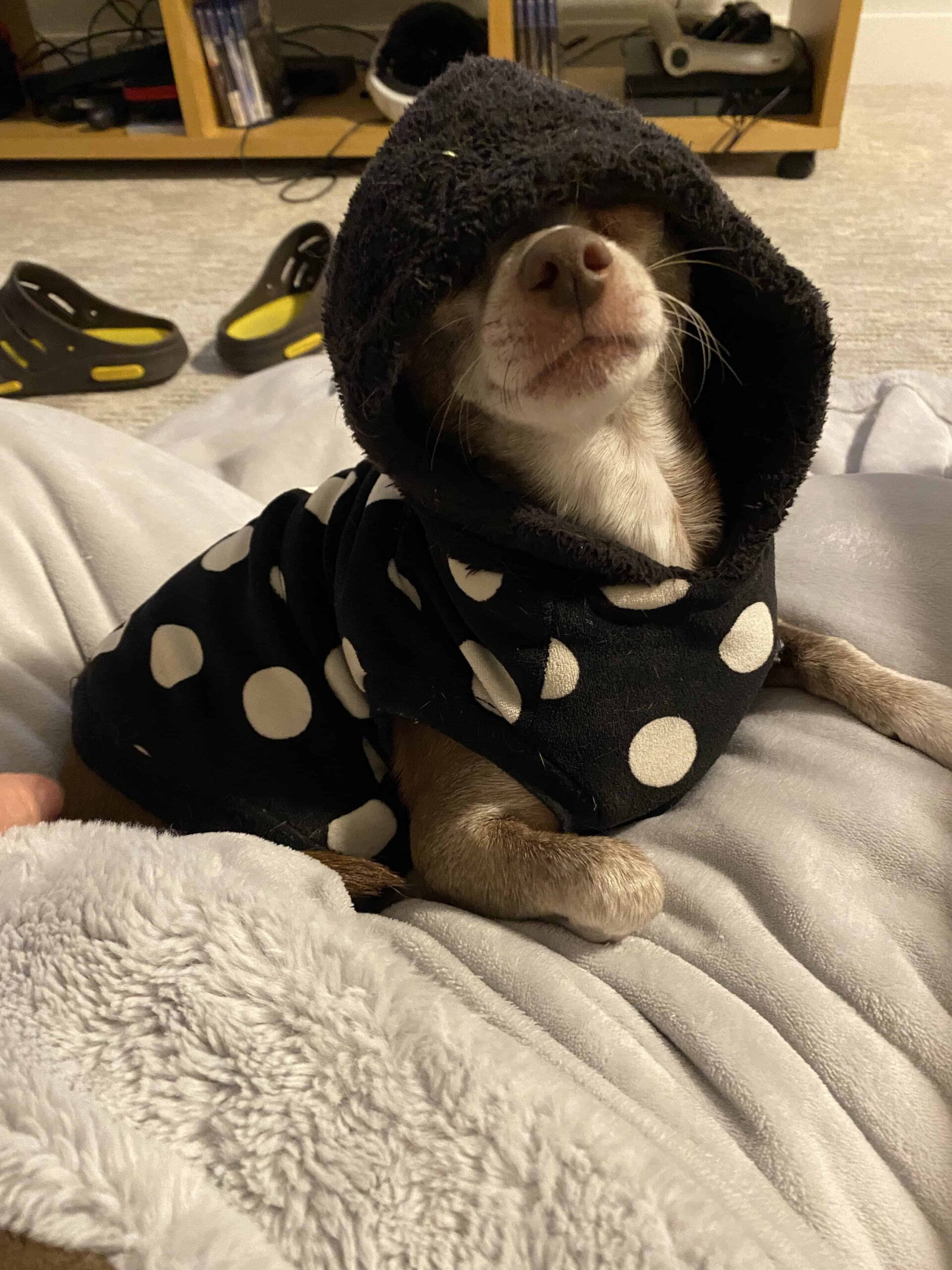 Chihuahua mix with black hoodie in front of TV