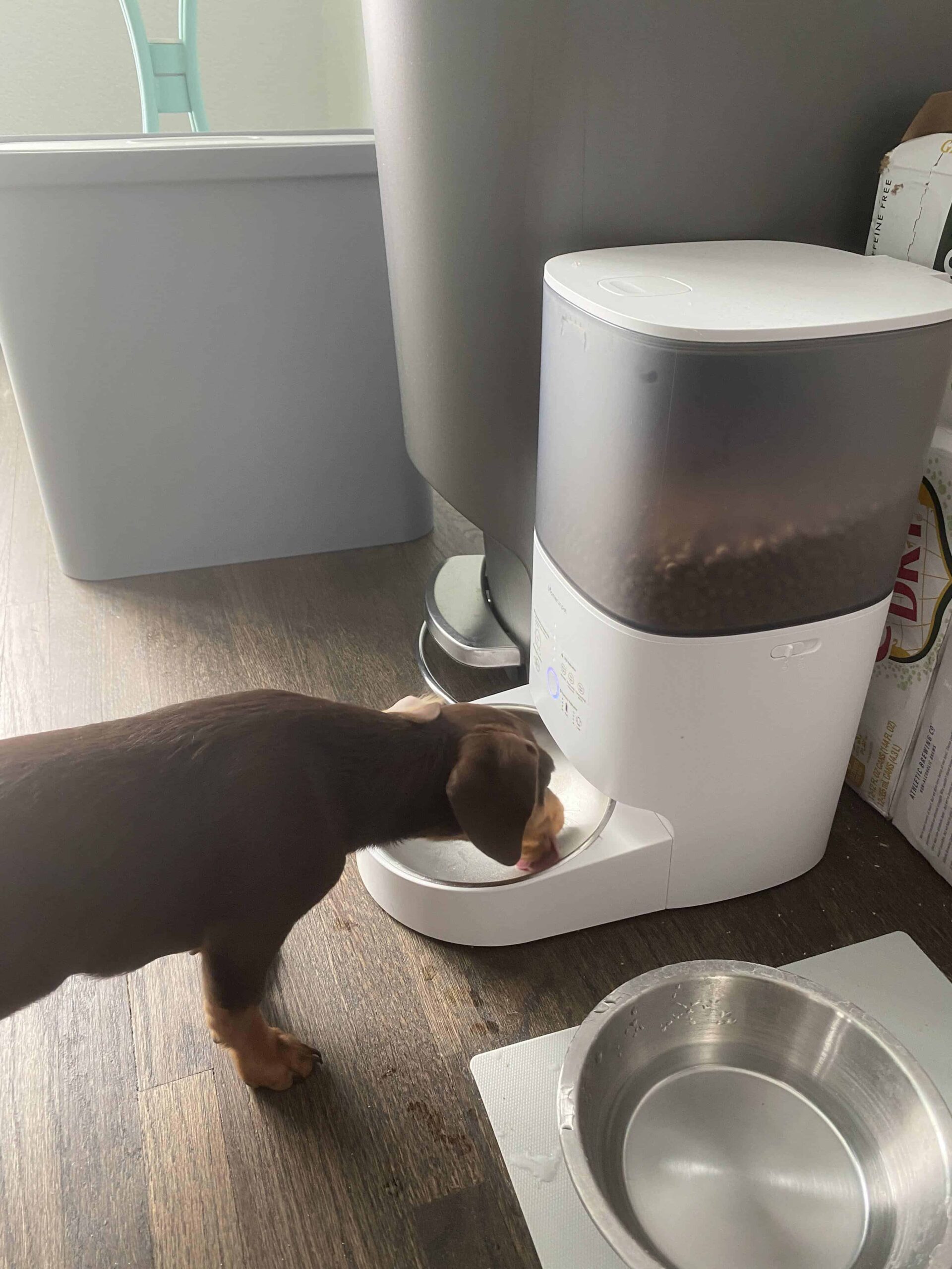 Chiweenie licking automatic food feeder dispenser