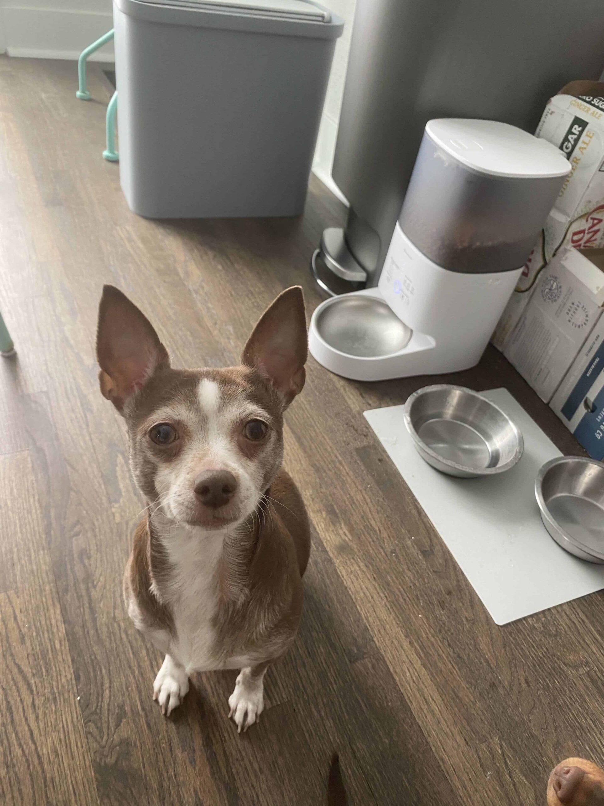 Chihuahua next to automatic food feeder dispenser