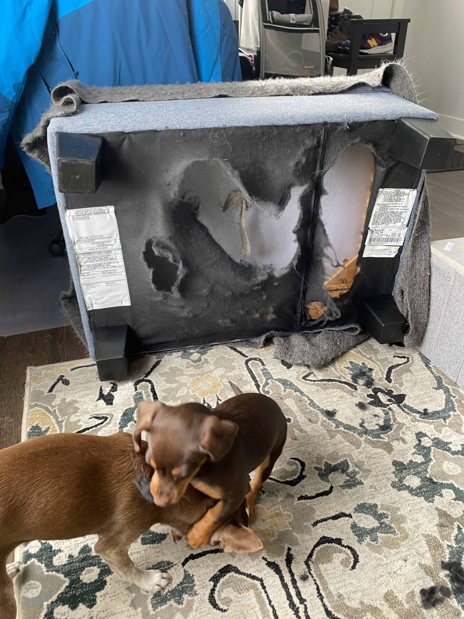 Chiweenie and chihuahua playing in front of automan where they chewed up the underfabric