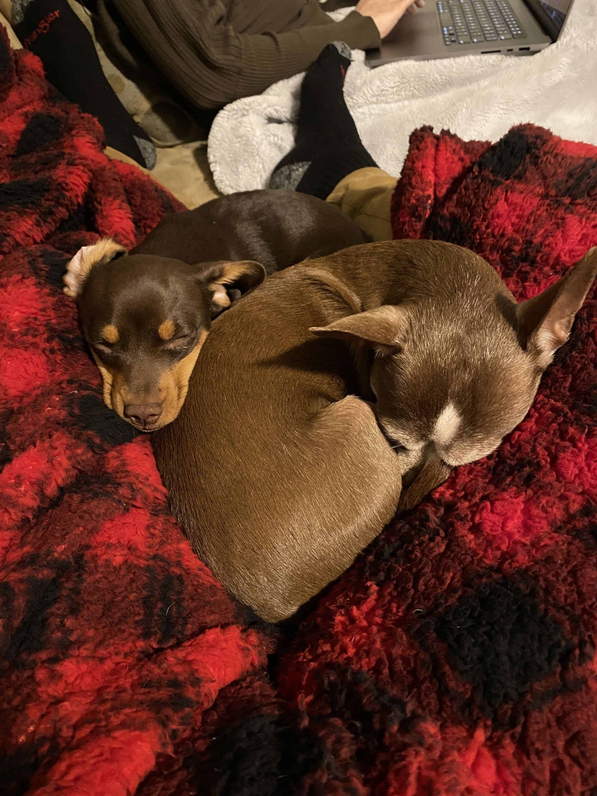 Chihuahua and chiweenie on fleece blanket