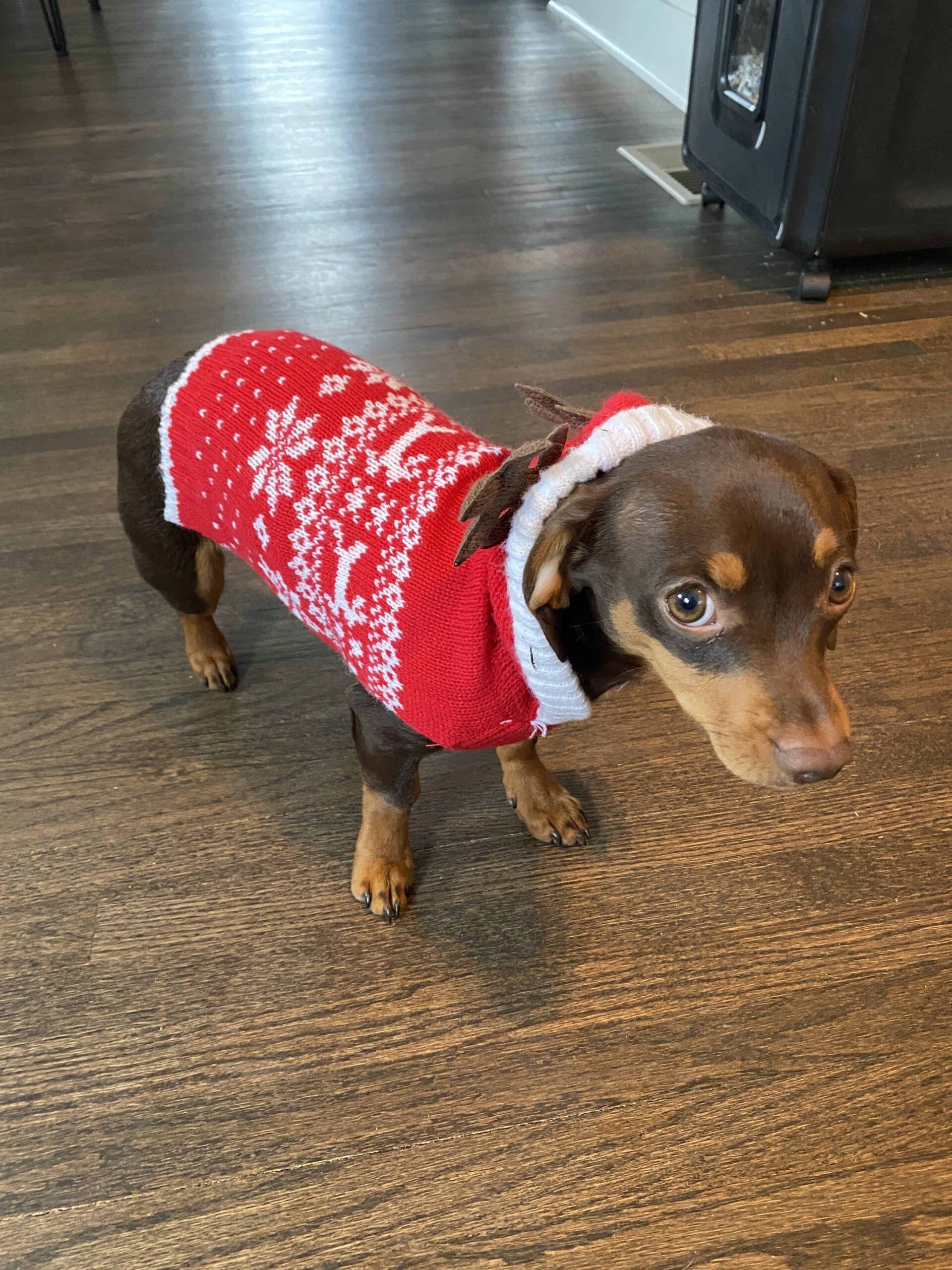 5 month old chiweenie in christmas reindeer sweater