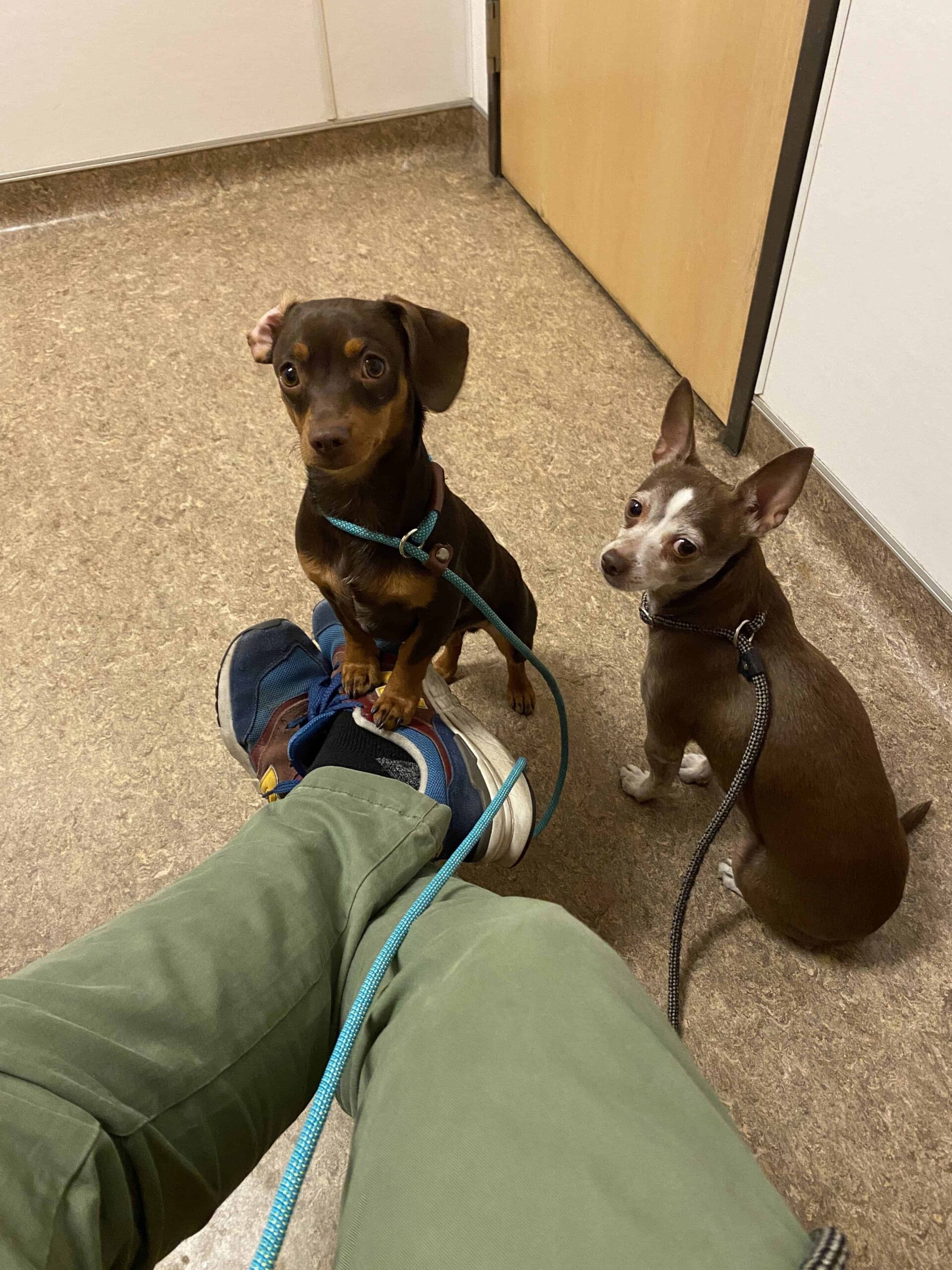 Chiweenie at vet for rabies shot with chihuahua mix friend