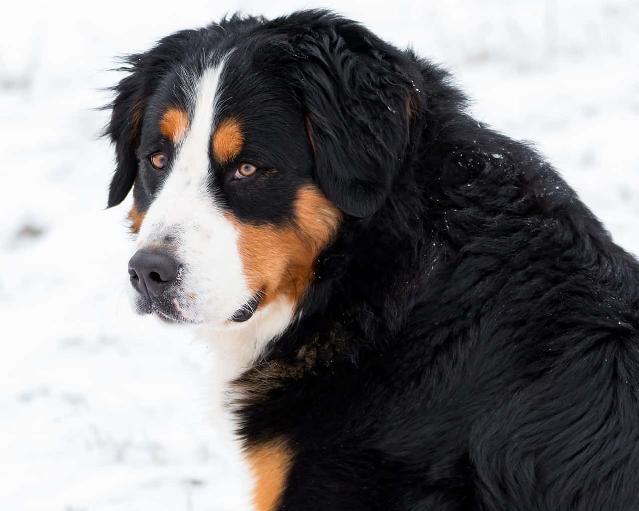 Large dog on hike looking at backpack