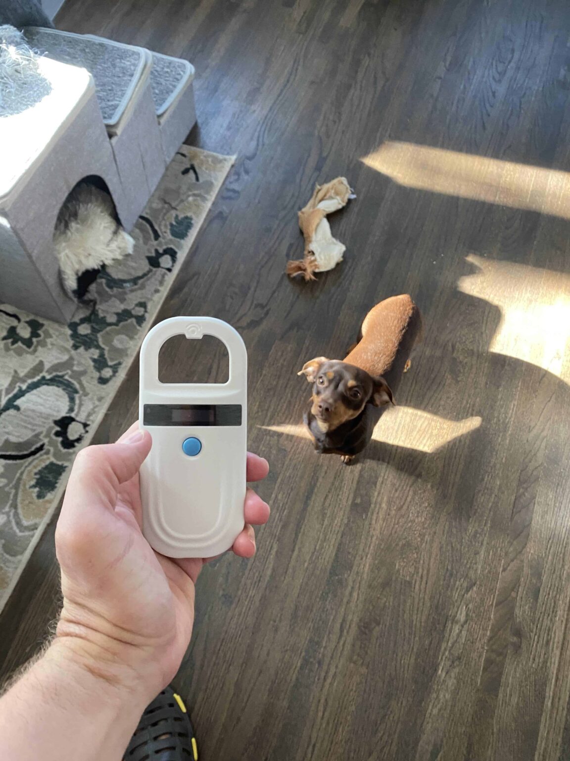 Do Vets Charge To Check For Microchips? (Solved & Explained!) [2024]