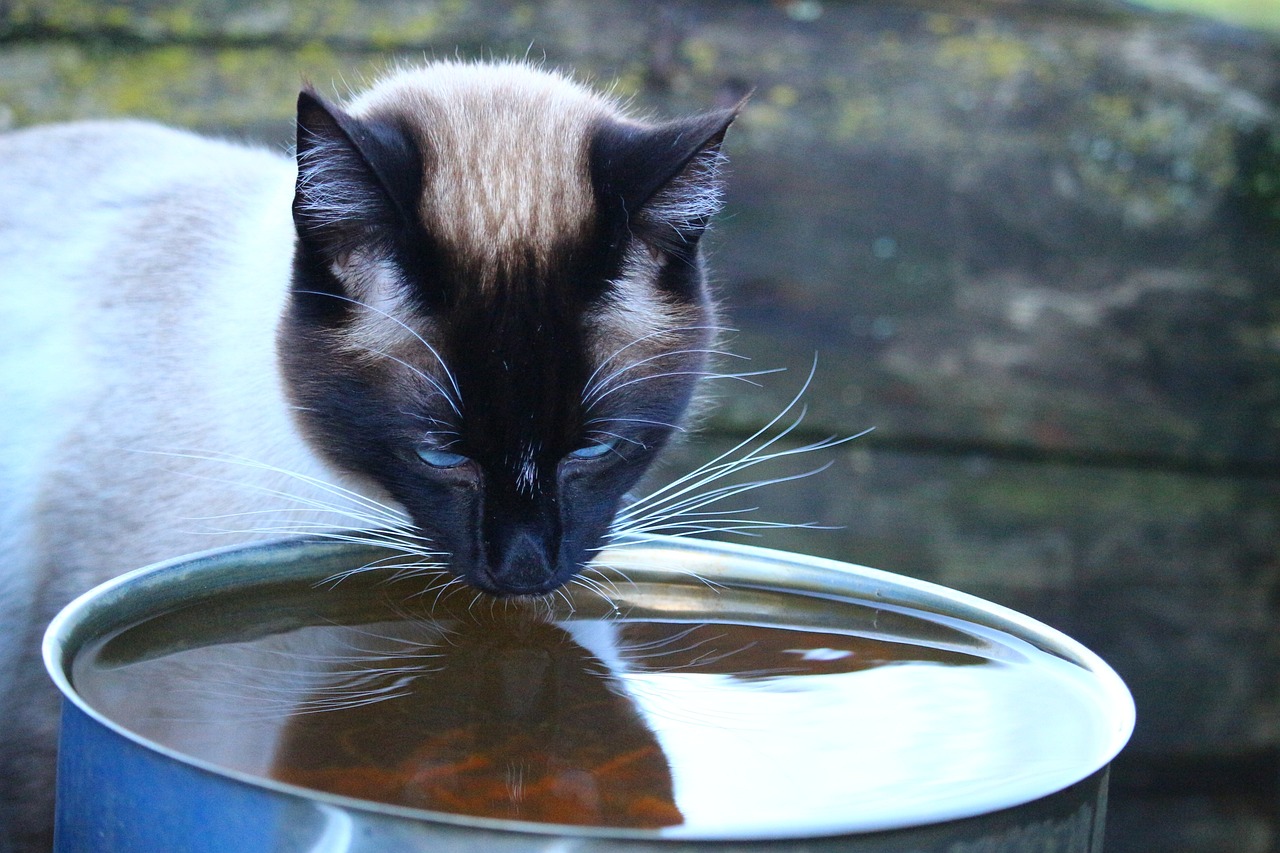 siamese cat looking at metal water bowl