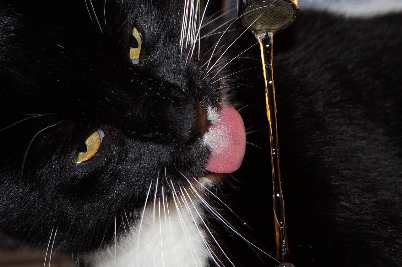 black and white cat tongue sipping from water faucet