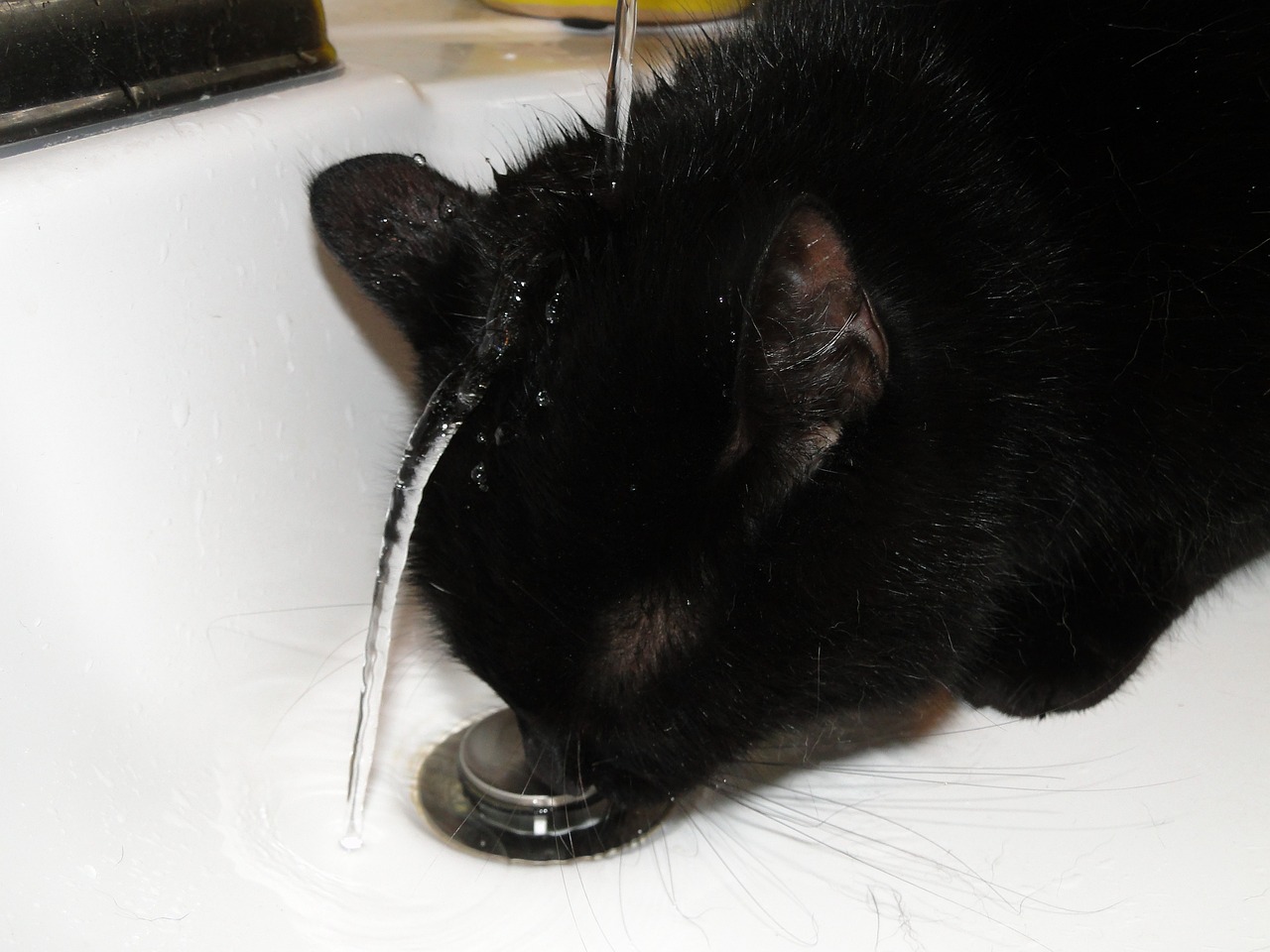 black cat drinking from sink with water faucet on head