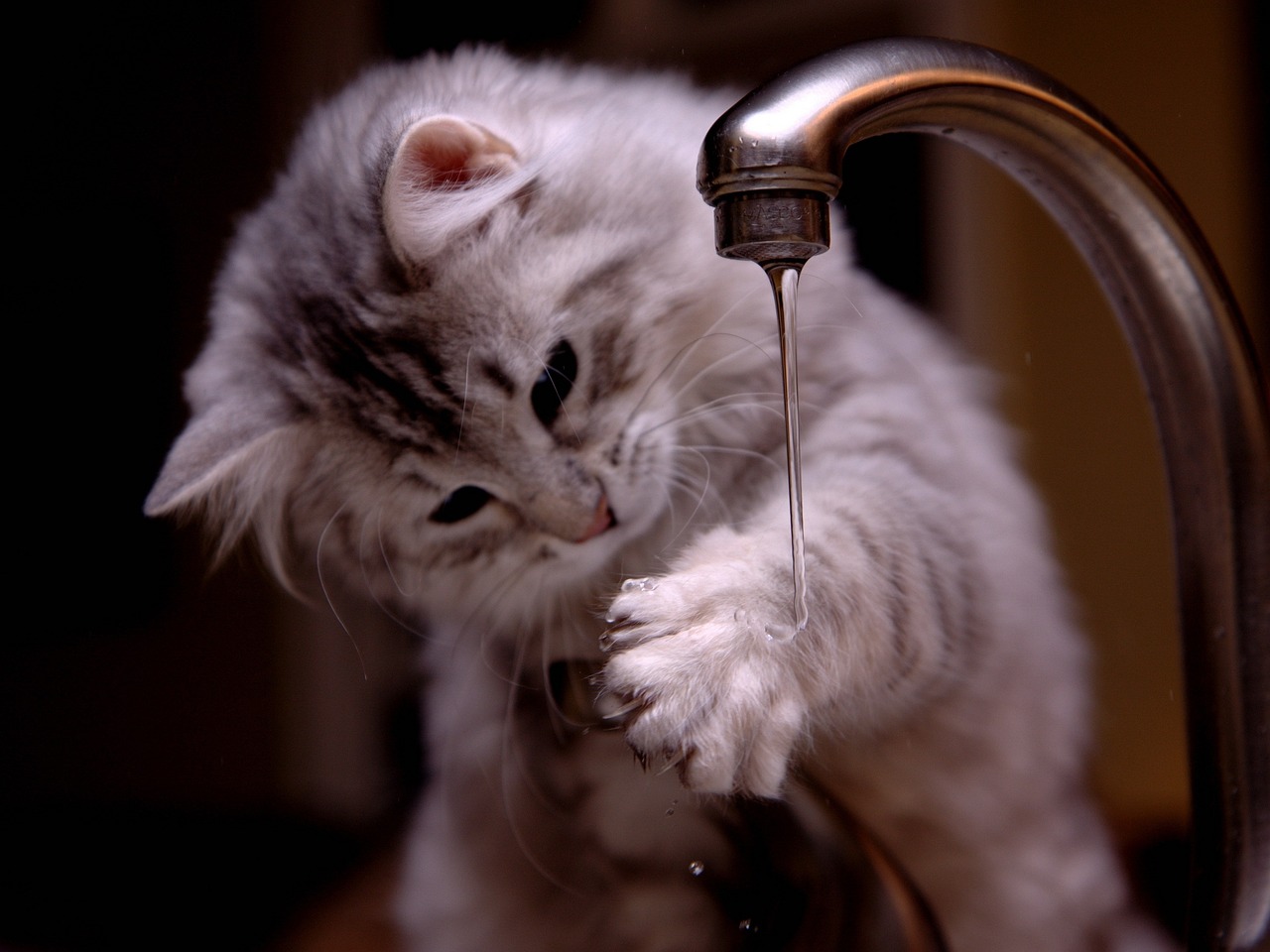 white kitten cat pawing water from faucet