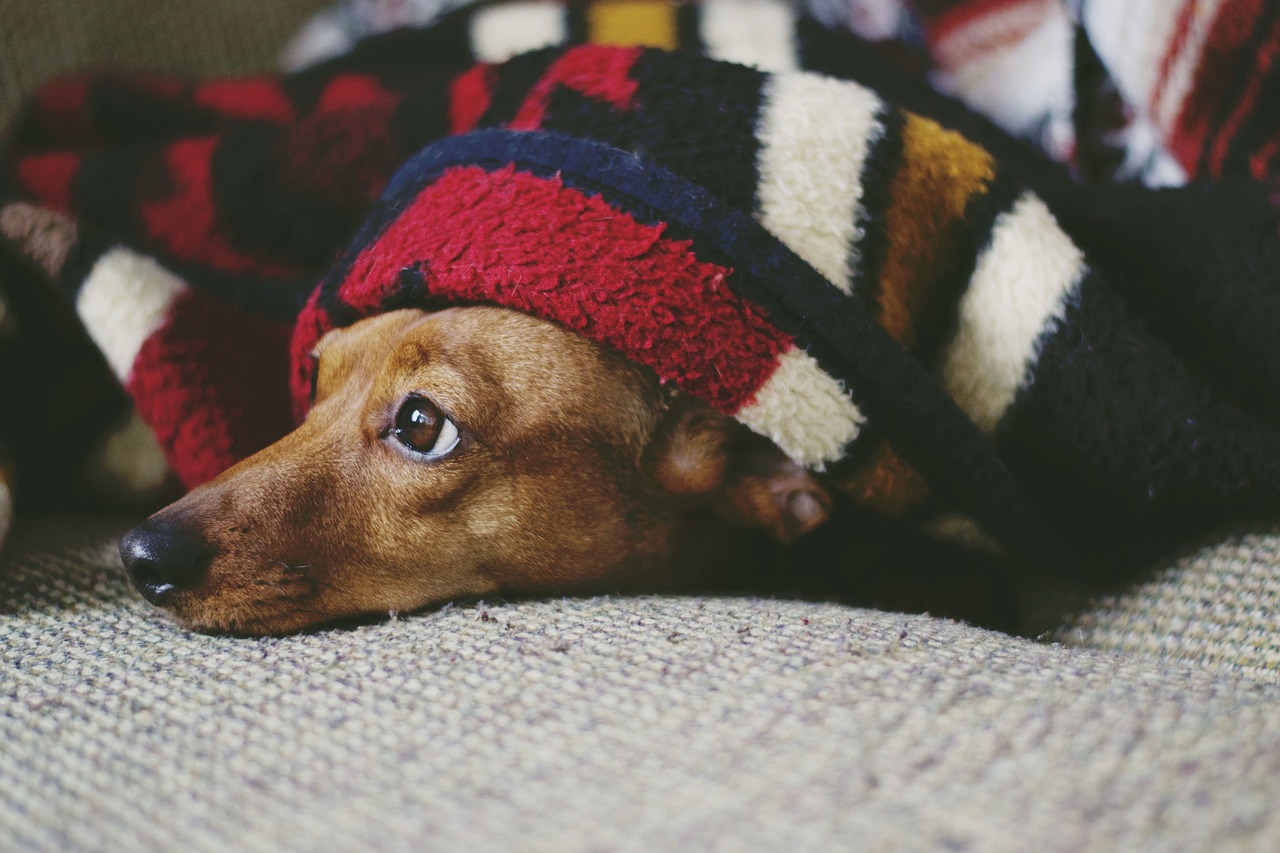 Senior Dachshund comfortable in blanket
