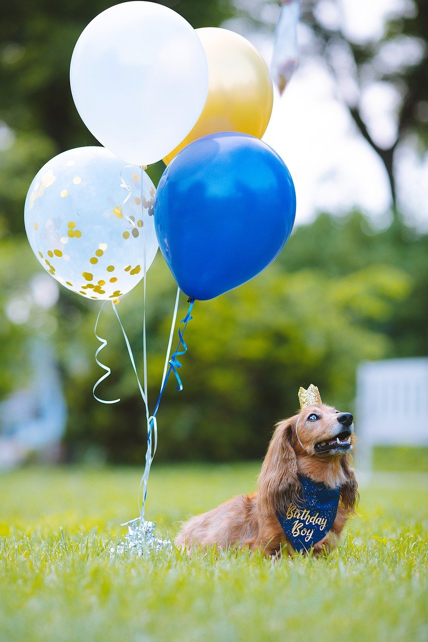 birthday dachschund