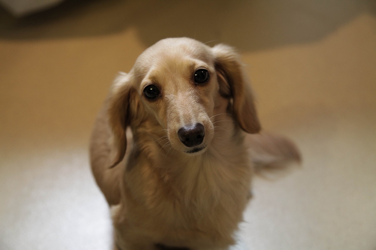 dachschund in apartment