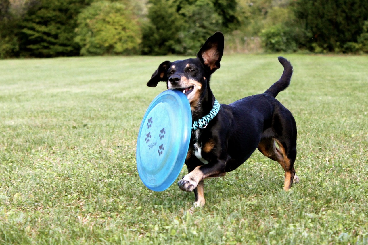 dachschund with frisbee