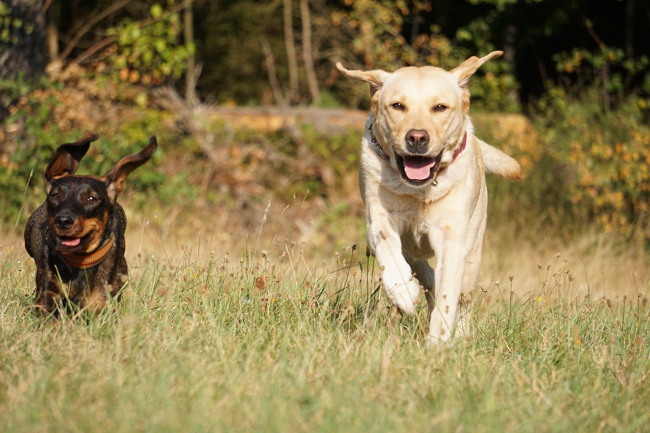 dachschund with lab