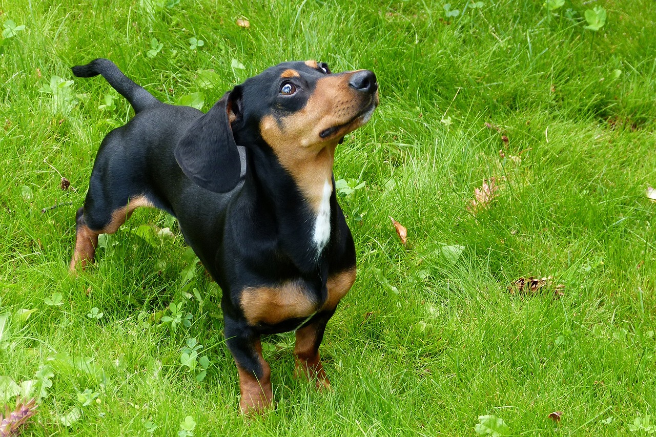 dachschund in grass
