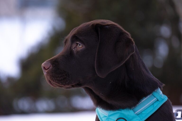 10 Signs Your Labrador Retriever Puppy Is Happy And Healthy: A Guide ...