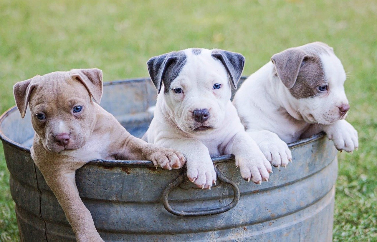 puppies in tub