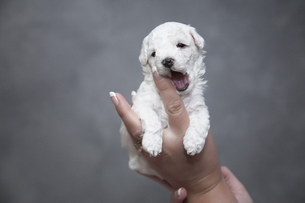 puppy bark